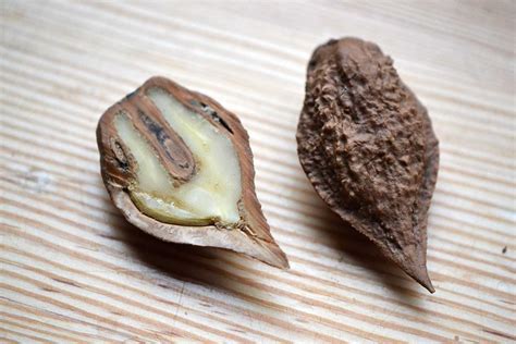 Plody mišpuľníka japonského