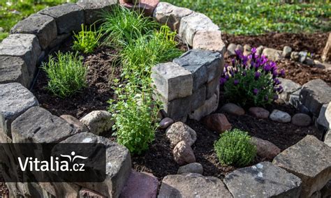 Bylinky používané v Mišpuľníkovom sirupe