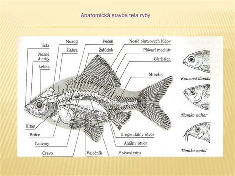 Anatomická kresba ryby nosáľ s podrobným označením plutiev