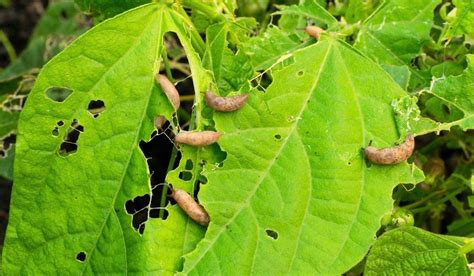 Ilustrácia machovky peruánskej s jej charakteristickými