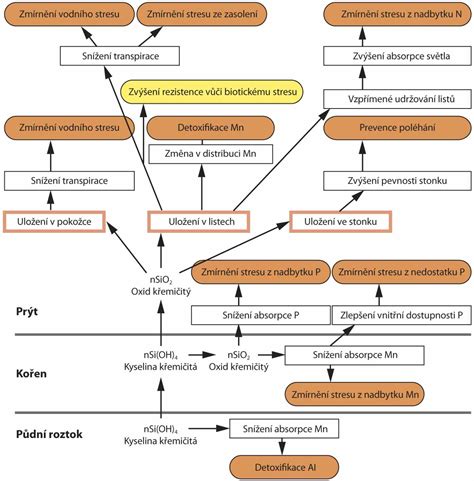 Schéma metabolizmu makroživín
