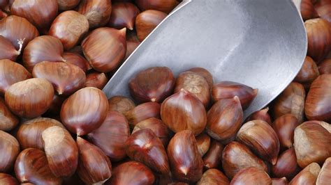 Rozdiel medzi jedlým gaštanom a pagaštanom konským