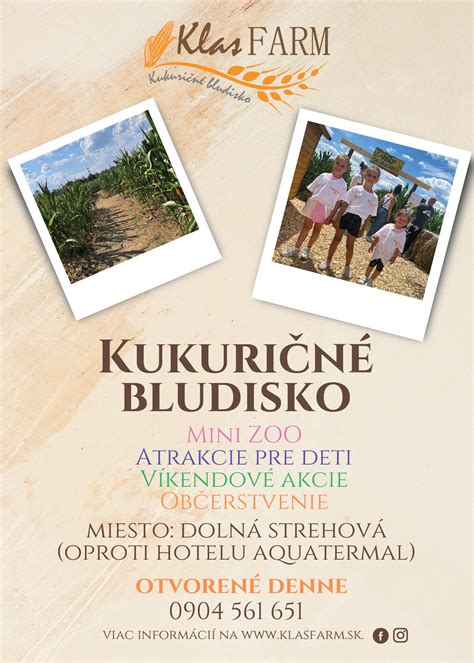Ilustrácia zrelých kukuričných klasov