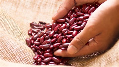 Fazuľa ako zdroj bielkovín