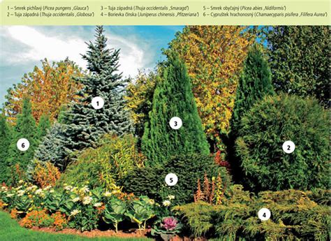 záhradná kompozícia s borovicami