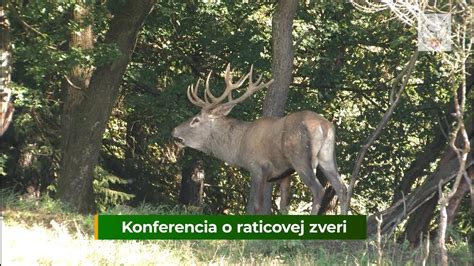 Ilustrácia odvetrávacích rezov na zveri