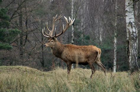 Ilustračná fotografia zveri v lese