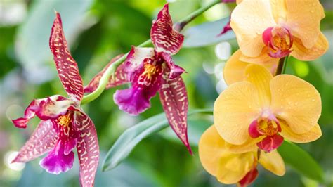 Detail cukrovej orchidey