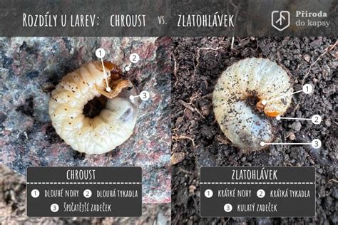 Larva zlatoňa (pandra)