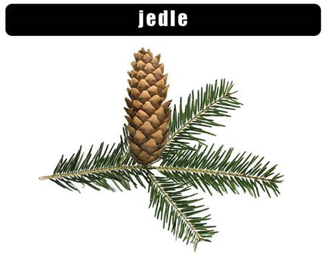 Štruktúra kužeľovitého tvaru jedle