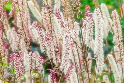 Rastlina Ploštičník strapcovitý (Black Cohosh)