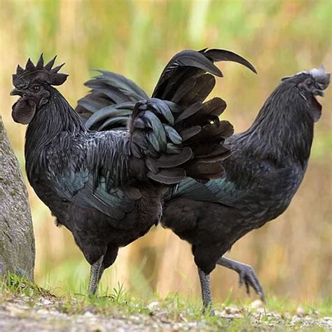 Kurča Ayam Cemani