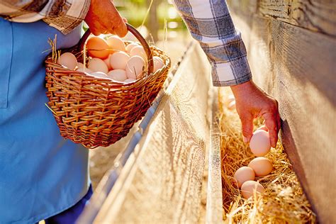 Zber a kontrola násadových vajec