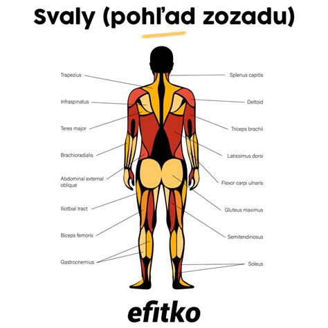 Štruktúra jahňacieho chrbta