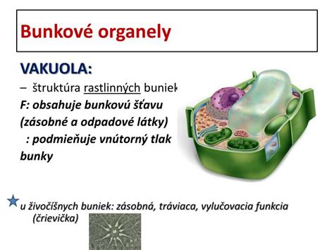 štruktúra rastlinných sterolov