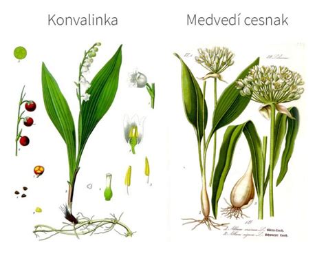 Porovnávacia tabuľka: Medvedí cesnak vs. Konvalinka vs. Jesienka