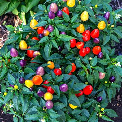 farebná paprika