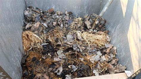 dáždovky v komposte