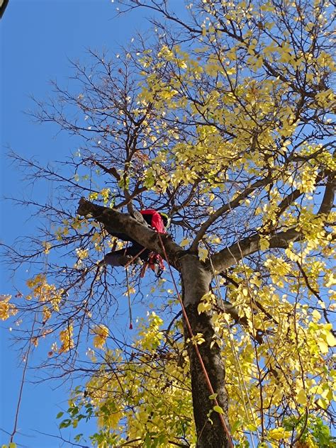 rez broskyňového stromu