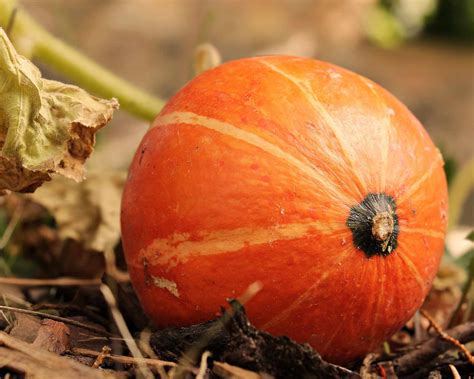 Schéma ideálneho prostredia pre pestovanie tekvice