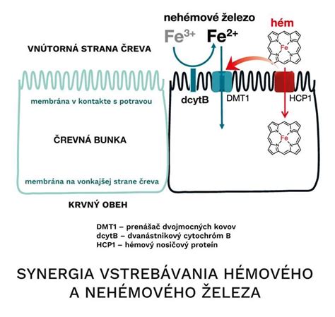 Rozdelenie hémového a nehémového železa