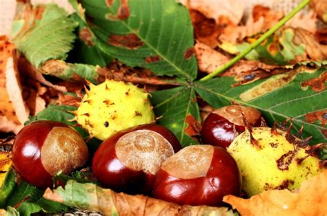 Ilustrácia zberu gaštanov v lese