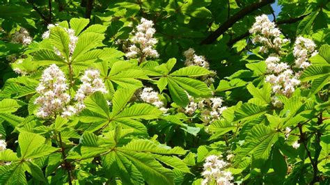 Porovnanie jedlého gaštana a pagaštanu konského