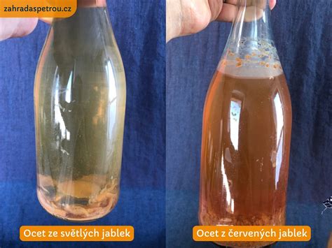 Proces zrenia balzamikového octu v sudoch