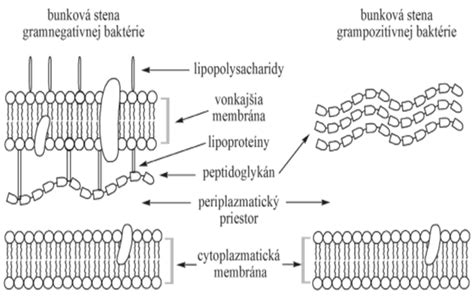 Ilustrácia baktérií Salmonelly