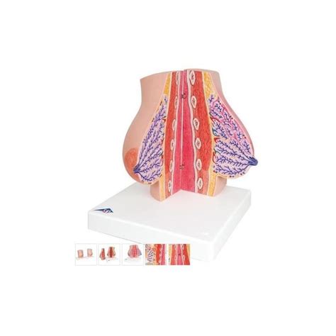 Anatomia prsnika a tvorba mlieka
