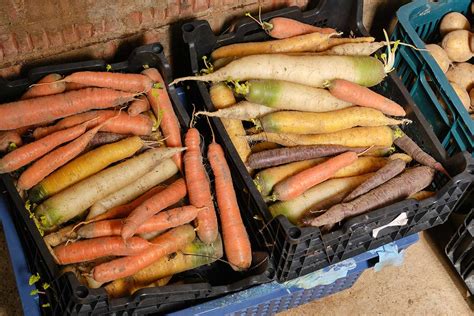 Zmes koreňovej zeleniny a cibule