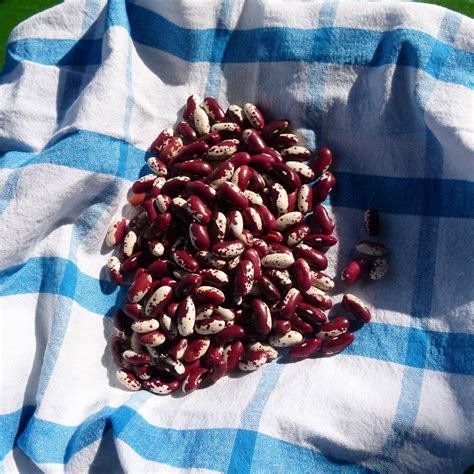 Fazuľa strakatá (Pinto)