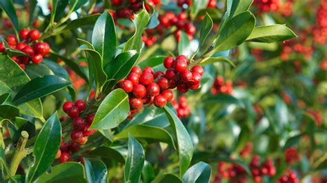 Zemiaková rastlina s plodmi