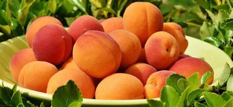 Čerstvé marhule na strome