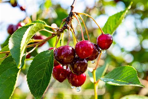 Čerstvé čerešne na strome