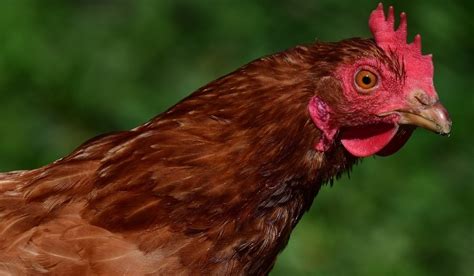 Výsledná podoba slepej kury