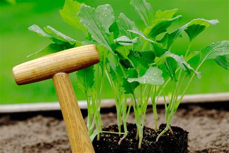 Výsadba priesad kapusty