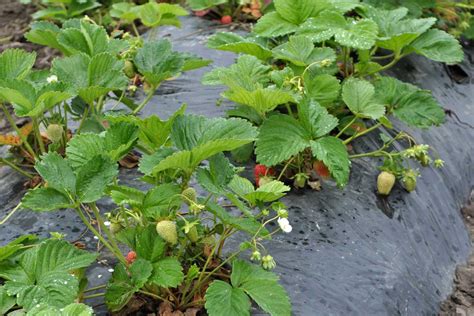 Vrstvenie jahôd na cesto bublaniny