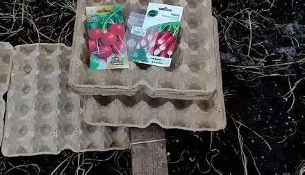 Výsledok pestovania redkvičiek v obaloch od vajec