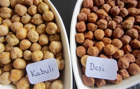 Ilustrácia dvoch druhov cíceru: Desi a Kabuli