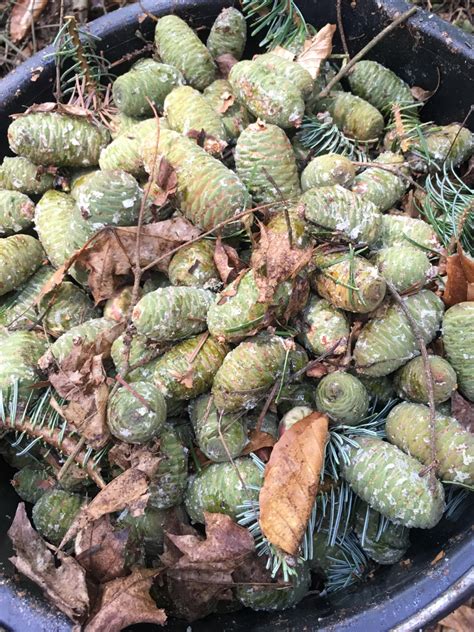 Šišky jedle bielej rastúce smerom nahor