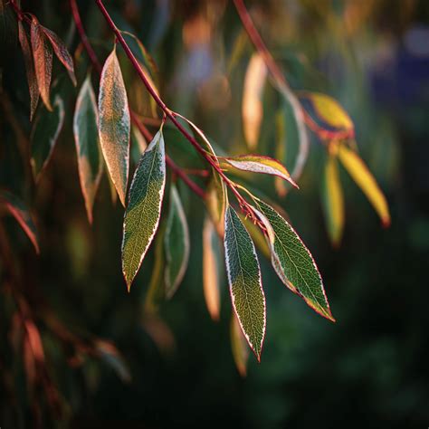 Rôzne druhy a kultivary jedlí