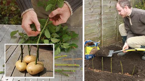 Infografika znázorňujúca postup rozmnožovania ruží pomocou zemiakov