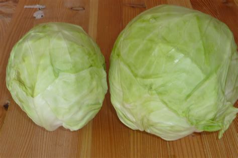 BIO biela kapusta na farme