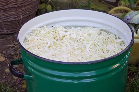 Proces domáceho kvasenia kapusty