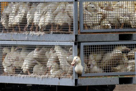 Ilustračná fotografia vtáčej chrípky na farme