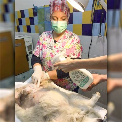 Veterinárny chirurg vykonáva operáciu psa