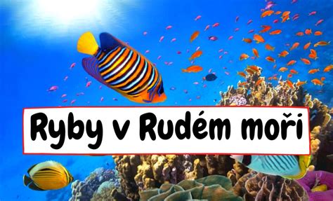 Ilustrácia rýb v mori