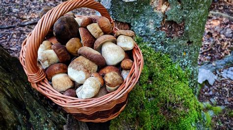 Huby a zelenina v košíku