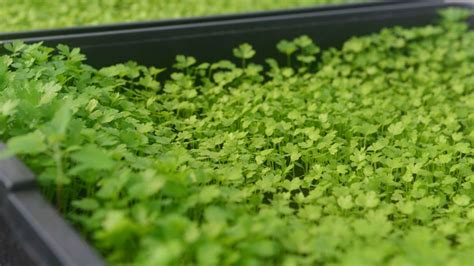 Priesady zeleru v zakoreňovačoch